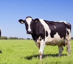 This is still the routine milking practice prevalent in many areas of india. Our Cows And Farms A2 Milk Usa