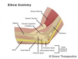 Generally, these symptoms aren't excruciatingly painful, but they can be irritating and prevent you from properly performing a range of. Golfers Elbow Information Sinew Therapeutics
