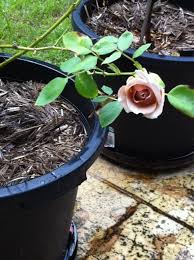 Who can create anything more perfect then mother nature herself? Garden Laurenetrim