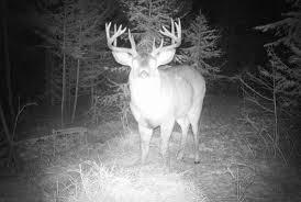 The Fattest Buck I Ve Ever Seen What Are They Feeding It Big Deer Whitetail Deer Hunting Whitetail Deer