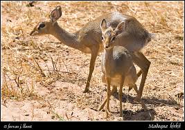 Image result for Cadaba kirkii