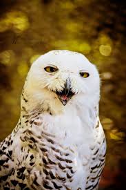 Bird Hitting Window Omen Snow Owl Cats Dogs And Other Adorable Creatures Pinterest Owl Snow And Bird