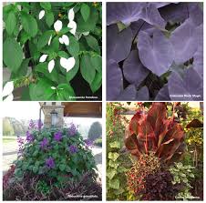 Image result for Mussaenda frondosa