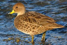 Black Water Bird With White Stripe On Head Yellow Billed Pintail Duck It Has A Brown Head And Neck The Bill Is Yellow With A Black Tip And A Black Stripe Down The Middle The Tail Is Brownish And Point