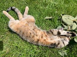 I'll be honest and tell you that i've been guilty of stepping on my cat now and again. Jayavarmen On Twitter Here S A Bunch Of Cat Pictures To Apologize