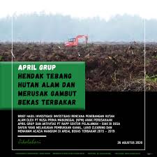 Karena di daerah itulah terdapat banyaknya hutan hutan. April Grup Merusak Gambut Dan Berencana Tebang Hutan Alam Di Tengah Covid 19 Jikalahari
