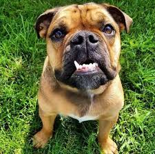 Black And White Boxer Bulldog Mix Rottweiler X English Bulldog Mix English Bullweiler Rottweiler Dog Breeds German Dog Breeds