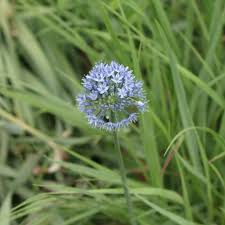 Not only perfect for cutting but also making a great pot plant. Blue Throatwort Finegardening