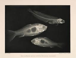 Early Experiments With X Rays 1896 History Of Photography Fish Goldfish