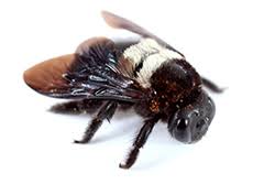 If you are sensitive to bee stings or bee stings are intolerable, we recommend that you hire a professional pest control operator to control carpenter bees. Carpenter Bees Pest Control Near Me Apollox 1 Rated In Ctapollox