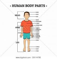 The part of the body between the neck and legs, on the opposite side to the stomach and chest. Human Body Parts Vector Photo Free Trial Bigstock