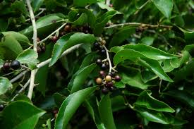 Image result for Scolopia