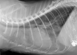 Gondii show no signs of how to tell if your dog has fleas itching and scratching: Respiratory Infections Cornell University College Of Veterinary Medicine