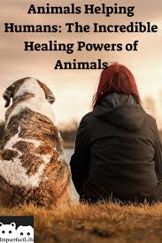Animals Helping Humans The Incredible Healing Powers Of Animals Impurrfectlife Dog Quotes Animal Help Dog Love