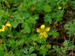 What flowers are native to wisconsin. Common Plants Of Wisconsin