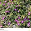 Calandrinia flowers resemble satiny purple poppies and are held aloft on slender stems. Https Encrypted Tbn0 Gstatic Com Images Q Tbn And9gcreniwmilz9hechfbik Illbw8m1ic1x9b3icz2iqfknmnzmfgn Usqp Cau