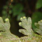 Image result for Hymenophyllum splendidum
