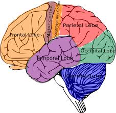 8 Domains Of Learning Clip Art Brain Topographic Function Clip Art Brain Based Learning Brain Based Learning Strategies Learning Strategies