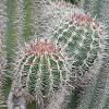 The organ pipe cactus is an easy columnar cactus to grow. Https Encrypted Tbn0 Gstatic Com Images Q Tbn And9gcra63a5yytvndkmyxk90mmqtkpat6pecno2w Hvdygcnypgzyvk Usqp Cau