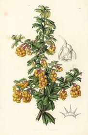 Image result for Berberis darwinii