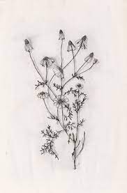 Mexican Hat Flowers Mexican Hat Flower Mexican Flowers Mexican Hat