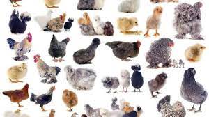 We did not find results for: 10 Brilliant Ways How To Choose The Best Chicken Breeds For Your Poultry Business In 2021 Poultry Feed Formulation