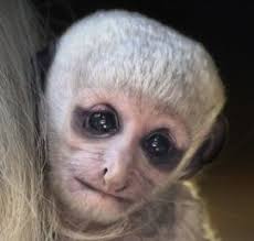 Locally harvested white quartz rocks in stone soup