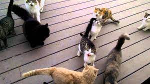 Every Day Every Darn Day Thelolempire Cats Cats And Kittens Crazy Cats