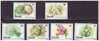 Image result for Leptactina platyphylla