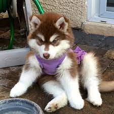 Huskypics On Instagram White Husky Puppy Siberian Husky Dog White Husky