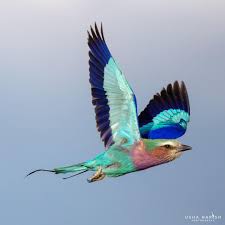 Beautiful Birds In Flight Images Wildlife Photographer On Instagram Beautiful Lilac Breasted Roller Bird In Flight Masai Mara National Lilac Breasted Roller Birds In Flight Beautiful Birds