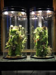 What Kind Of Light Is Needed For Moss And Ferns Garden Projects Apartment Garden Indoor Grow Lights