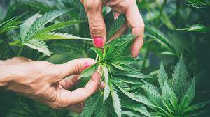 How To Plant, Tend And Harvest Your Own Cannabis - Chatelaine