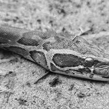 Image result for Crateranthus congolensis