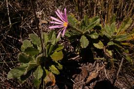 Image result for Mostuea hirsuta