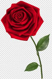 Single Rose Png Clipart Images Free Download Pngguru