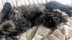 I have used it many. Best Food For Cats With Ibd Foods To Soothe Sensitive Stomachs I The Discerning Cat