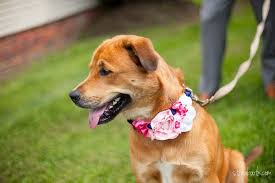 Dog I Y 10 Stylish Diy Dog Collars Leashes And Harnesses Dog Milk Dog Flower Collar Diy Dog Collar Floral Dog Collars