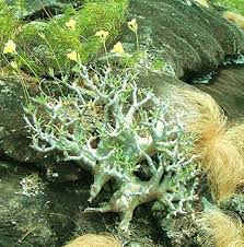 Image result for Pachycarpus eximius