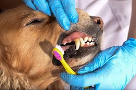 The Importance of Dental Care for Your Pet - Vet In Danbury | Plumtrees  Animal Hospital