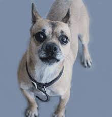 The best gifs are on giphy. Transparent Dog Bark Gif Contoh Soal Himpunan