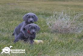 Holistic For The Weimaraner Owyheestar Weimaraner S News