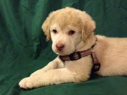 These playful, loyal chesapeake bay retriever puppies are ready for their furever home. View Ad Chesapeake Bay Retriever Litter Of Puppies For Sale Near Arizona Flagstaff Usa Adn 24596
