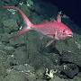 Profile Picture of Etelis coruscans - Fishes of Australia (@fishesofaustralia.net.au) on Google