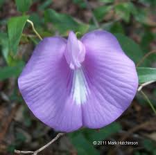 Image result for Centrosema