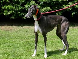 Check spelling or type a new query. Black White Brambleberry Greyhounds