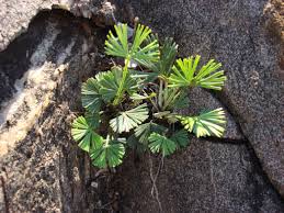 Image result for Actiniopteris radiata