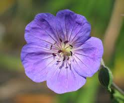 Planting small purple perennial flowers is an ingenious choice to enliven your green garden, you deserve a pat at the back. Top 10 Summer Blooming Perennials English Gardens