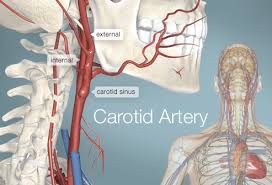 What are the arteries of the chest, neck and brain? Carotid Artery Human Anatomy Picture Definition Conditions More