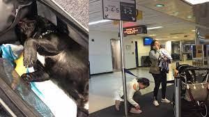 Cani di servizio sui voli da e per gli stati uniti Ajf Cani In Aereo In Cabina Nalan Com Sg